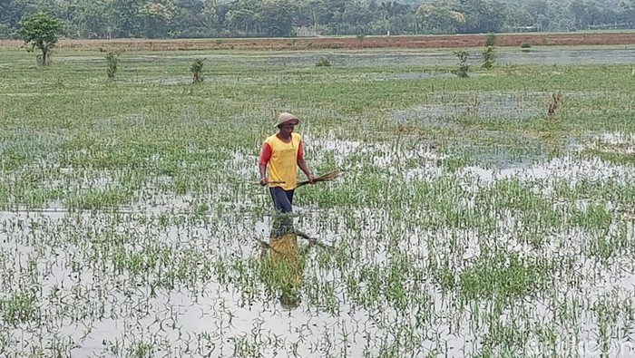 sawah di ponorogo terendam banjir