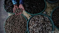 Sementara kerang hijau yang tadinya Rp 12.000 menjadi Rp 15.000per kilogramnya.