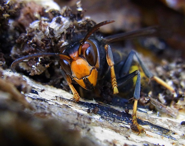 Tawon Asia (Vespa velutina).