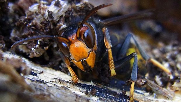 Tawon Asia (Vespa velutina). Tawon Asia (Vespa velutina).