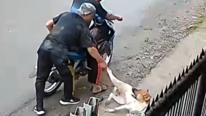 Aksi dua orang pria terekam CCTV mencuri anjing diduga dengan cara diracun viral di media sosial. Pemilik anjing rencana akan melaporkan kejadian itu ke polisi. (Istimewa)
