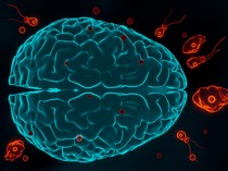 Teror Amoeba Pemakan Otak di Kerala India Makan Korban 19 Orang