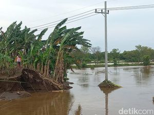 Puluhan Hektare Tambak Bandeng Kota Pasuruan Kebanjiran, Petambak Gagal Panen