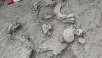 September 2022, ilmuwan Chili menemukan fosil gajah Gomphothere di dekat danau Tagua Tagua, Chili. Fosil itu diperkirakan berusia 12 ribu tahun. Gomphothere yang beratnya mencapai 4 ton dan besarnya bisa mencapai 3 meter membuat para ilmuwan percaya bahwa mereka adalah target perburuan kelompok dari penduduk di wilayah tersebut. Christian Didi Moreno/REUTERS