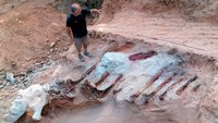 Agustus 2022, Para ahli paleontologi di Portugal menemukan kerangka fosil dinosaurus terbesar yang pernah ditemukan di Eropa. Menurut Fakultas Sains Universitas Lisbon, kerangka tersebut milik Sauropoda yang merupakan dinosaurus berkaki empat pemakan tumbuhan (herbivora) yang ditandai dengan leher dan ekor panjang, serta memiliki tinggi 12 meter dan panjang 25 meter yang berkeliaran di Bumi sekitar 150 juta tahun yang lalu. Fosil tersebut ditemukan di taman sebuah rumah dekat Pombal di Portugal. INSTITUTO DOM LUIZ via REUTERS