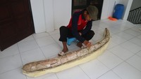 Agustus 2022, warga Desa Terban, Kecamatan Jekulo, Jawa Tengah, menemukan sebuah fosil saat sedang bertani di sawah sekitar bukit Patiayam. Fosil tersebut kemudian diamankan di Museum Situs Purbakala Patiayam, Kudus. Fosil yang ditemukan berupa gading gajah purba sepanjang 2,5 meter dan diperkirakan berusia jutaan tahun. Dian Utoro Aji/detikcom