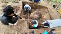 Juni 2022, tim peneliti gabungan berhasil mengidentifikasi jenis kura-kura purba dari fosil yang ditemukan di Kawasan Lembah Cisaar, Desa Jembarwangi, Kecamatan Tomo, Kabupaten Sumedang. Fosil tersebut berasal dari jenis kura-kura air tawar yang hidup sekitar 1,2 juta tahun lalu. Nur Azis/detikcom
