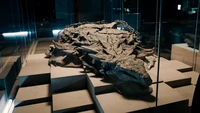 Sebuah fosil dinosaurus jenis Nodosaurus untuk pertama kalinya dipajang di Museum Kanada pada, Rabu (28/12). Fosil dinosaurus ini disebut-sebut sebagai yang terbaik kondisinya di dunia. Fosil itu benar-benar sekilas menampakkan sang dinosaurus persis seperti wujudnya jutaan tahun yang lalu, yaitu herbivora raksasa yang punya semacam paku di kulit untuk melindungi diri. Dok. CBC