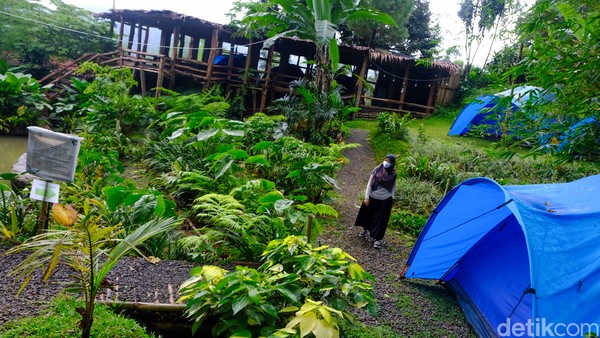 Traveler juga dapat memanfaatkan fasilitas camping di Gaya Rimba Resto Alam. Foto: Andhika Prasetia/detikcom