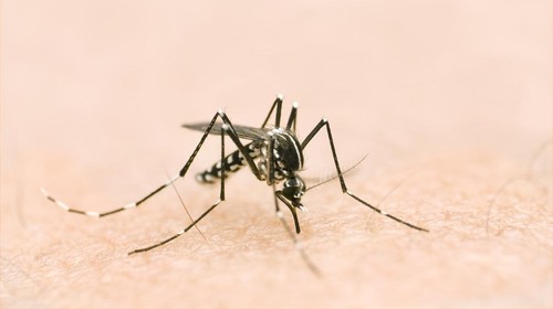 macro of a tiger mosquito on skin. proboscis inserted ready to feed.Similar image: