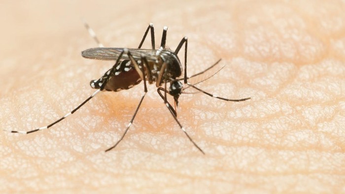 macro of a tiger mosquito on skin. proboscis inserted ready to feed.Similar image: