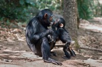 Koleksi Musim Dingin Vital Impacts