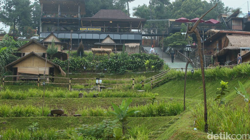 Kopi Koneng di Sentul, Bogor