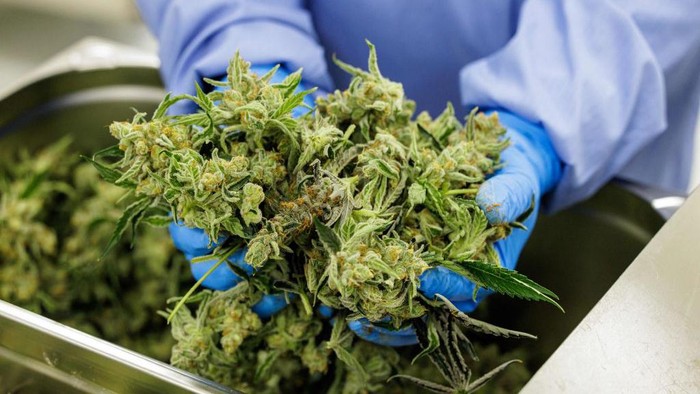 An employee checks cannabis plants (marijuana) in a greenhouse at the production site of German pharmaceutical company Demecan for medical cannabis in Ebersbach near Dresden, eastern Germany on November 28, 2022. - Lost in the east German countryside, a former abattoir is now home to the biggest indoor cannabis farms in Europe. The German startup Demecan has been growing marijuana for about a year -- completely legally. The complex is one of the few locations in Germany to have a license for the production of this 