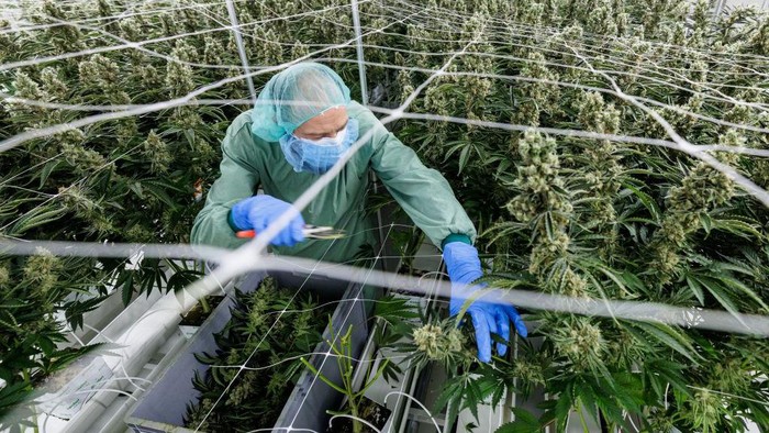 An employee checks cannabis plants (marijuana) in a greenhouse at the production site of German pharmaceutical company Demecan for medical cannabis in Ebersbach near Dresden, eastern Germany on November 28, 2022. - Lost in the east German countryside, a former abattoir is now home to the biggest indoor cannabis farms in Europe. The German startup Demecan has been growing marijuana for about a year -- completely legally. The complex is one of the few locations in Germany to have a license for the production of this 