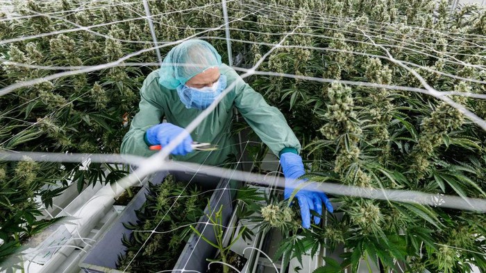 Melihat Lebih Dekat Pertanian Ganja Medis di Jerman An employee checks cannabis plants (marijuana) in a greenhouse at the production site of German pharmaceutical company Demecan for medical cannabis in Ebersbach near Dresden, eastern Germany on November 28, 2022. - Lost in the east German countryside, a former abattoir is now home to the biggest indoor cannabis farms in Europe. The German startup Demecan has been growing marijuana for about a year -- completely legally. The complex is one of the few locations in Germany to have a license for the production of this