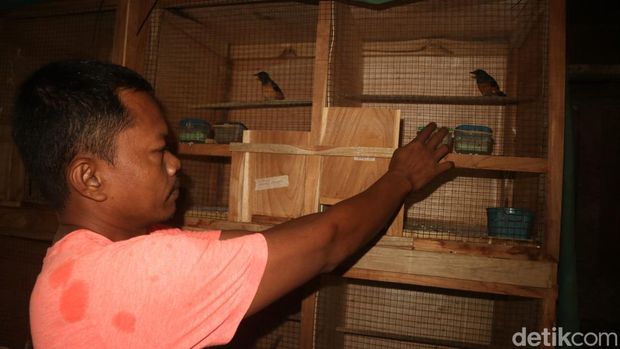 Warga Jatisari Kecamatan Jakenan membudidaya burung Murai Batu, Jumat (30/12/2022). (Foto : Dian Utoro Aji/detikJateng).