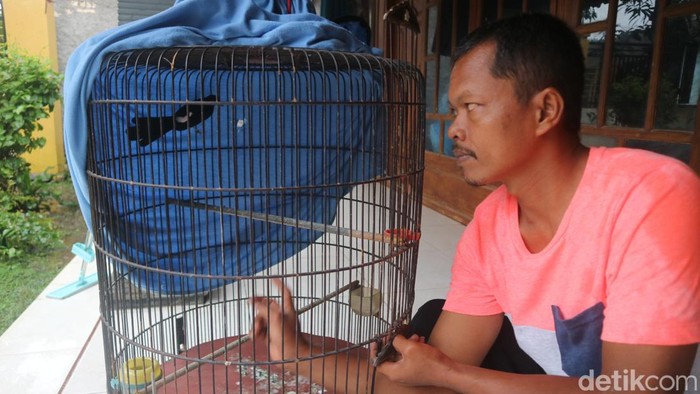 Warga Jatisari Kecamatan Jakenan membudidaya burung Murai Batu, Jumat (30/12/2022). (Foto : Dian Utoro Aji/detikJateng).