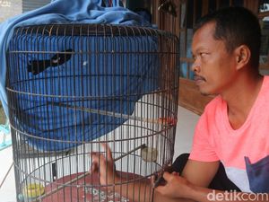 Gagal Ternak Sapi, Perangkat Desa di Pati Sukses Budidaya Murai Batu