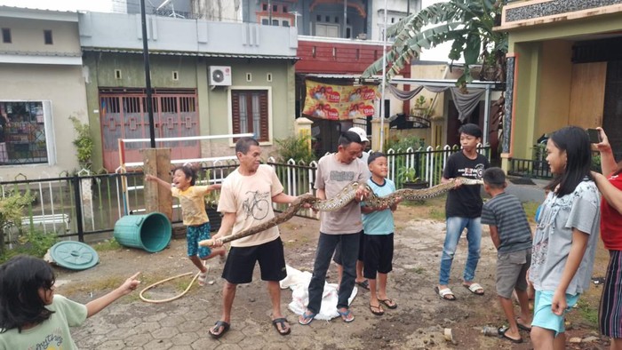 Penemuan ular sanca 2,5 meter di Makassar, Sulsel.