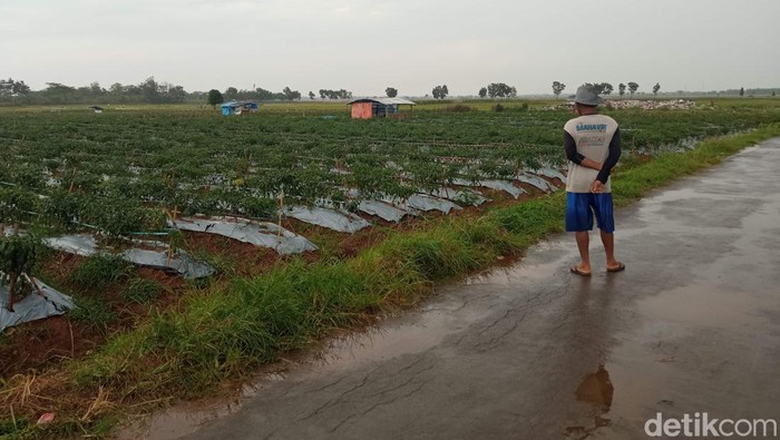Petani Cirebon keluhkan harga cabai yang anjlok.