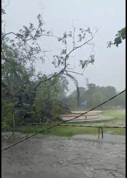 Pohon beringin Soekarno di Simpang Lima Kota Atambua, Kabupaten Belu, NTT, tumbang akibat angin kencang, Jumat (30/12/2022).