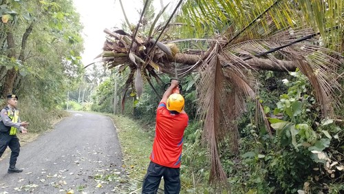Pohon tumbang menimpa kabel PLN di Karangasem yang mengganggu akses jalan.