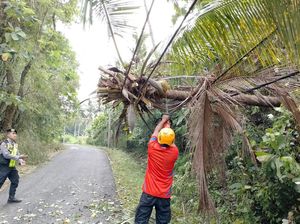 Marak Pohon Tumbang di Karangasem, Timpa Kabel PLN-Rusak Sekolah