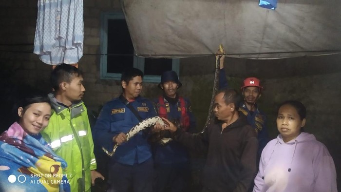 Ular sanca sepanjang 3,5 meter diamankan usai mangsa ayam milik warga di Sirnagalih, Bogor.