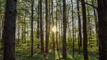 Adem! Kafe Cantik Ini Terletak di Tengah-tengah Hutan Kenya