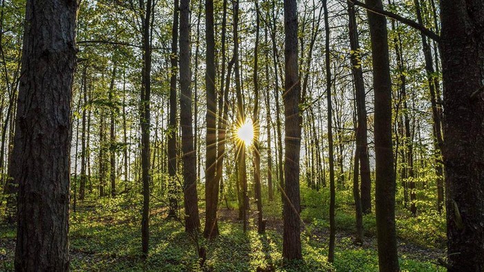 Adem! Kafe Cantik Ini Terletak di Tengah-tengah Hutan Kenya