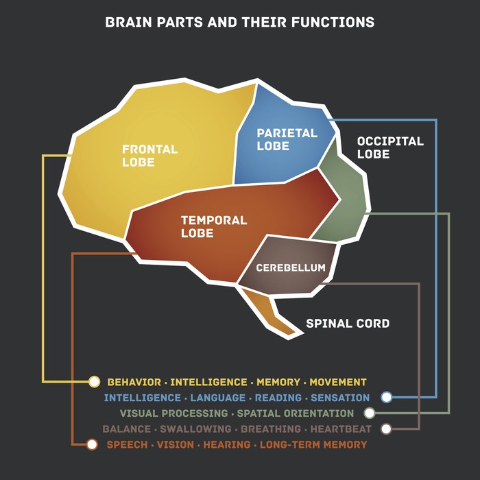 Vector illustration of the brain parts and their functions.