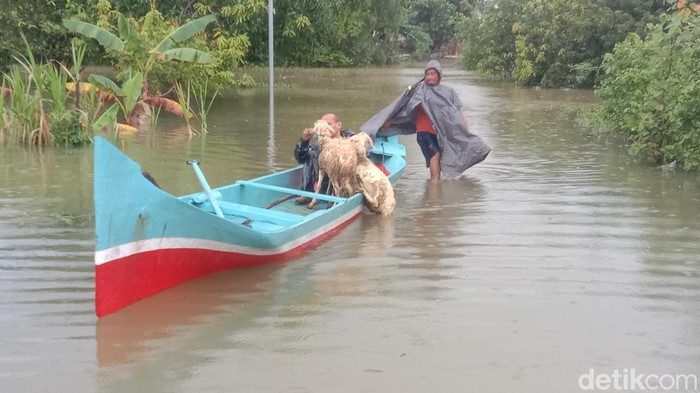 Warga mengevakuasi hewan ternak karena banjir di Desa Mintobasuki Kecamatan Gabus, Sabtu (31/12/2022).