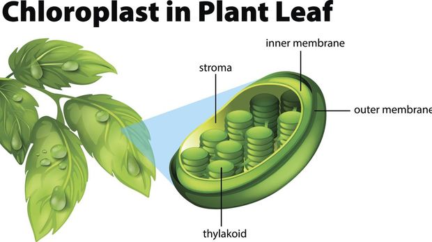 Diagram showing chloroplast in plant leaf illustration