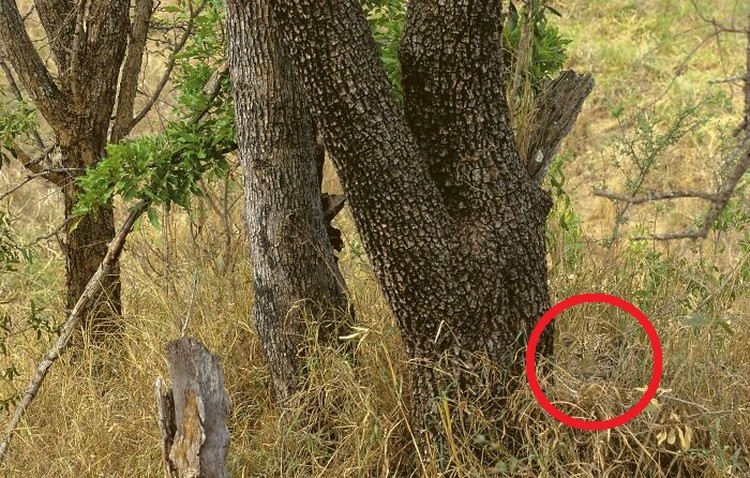 Foto hewan kamuflase kecoh mata