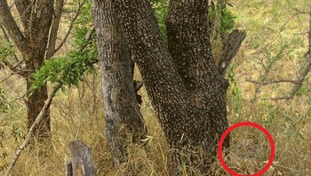 Nah ini dia... Foto: Boredpanda