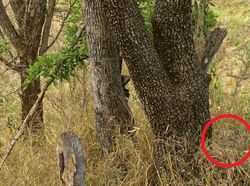 Uji Kejelian Mata Mencari Posisi Hewan Berkamuflase, Awas Terkecoh!