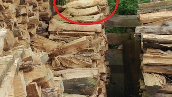 Ternyata ini dia... Foto: Boredpanda