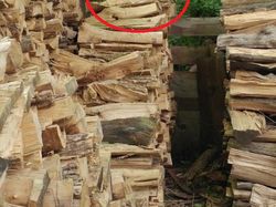 Uji Kejelian Mata Mencari Posisi Hewan Berkamuflase, Awas Terkecoh!