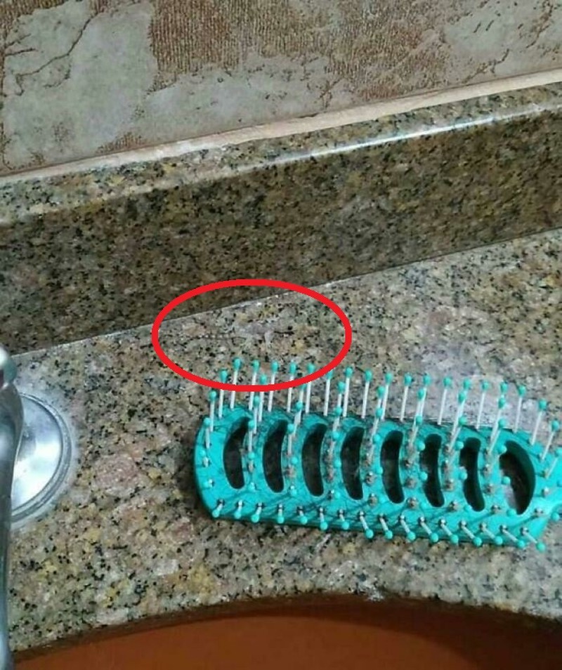 Foto hewan kamuflase kecoh mata