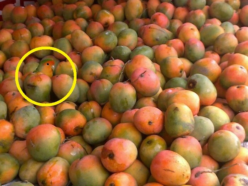 Foto hewan kamuflase kecoh mata