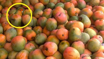 Ternyata ini dia posisinya.... Foto: Boredpanda