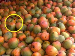 Uji Kejelian Mata Mencari Posisi Hewan Berkamuflase, Awas Terkecoh!