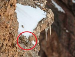 Uji Kejelian Mata Mencari Posisi Hewan Berkamuflase, Awas Terkecoh!