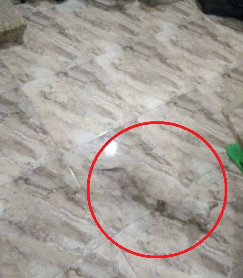 Foto hewan kamuflase kecoh mata