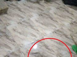 Uji Kejelian Mata Mencari Posisi Hewan Berkamuflase, Awas Terkecoh!