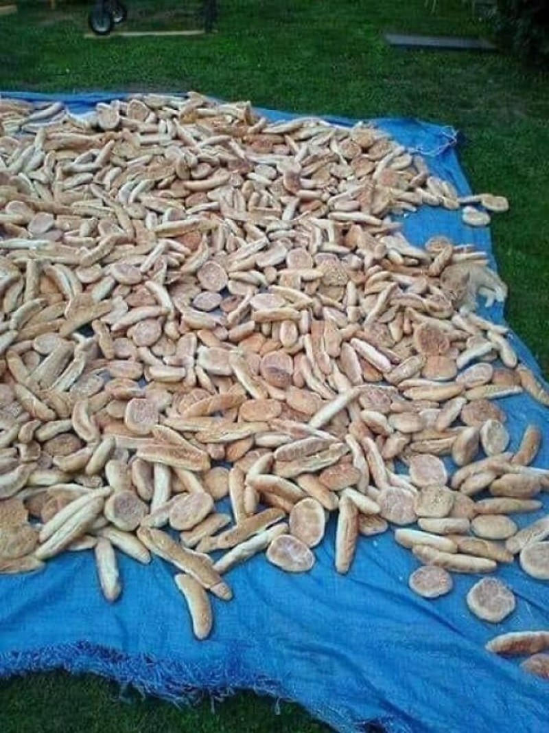 Foto hewan kamuflase kecoh mata