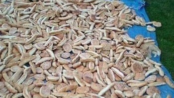 Ada yang bisa mencari kucing di foto ini? Foto: Boredpanda