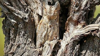 Coba tunjukan posisi burung hantu. Foto: Boredpanda  