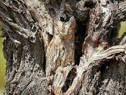 Uji Kejelian Mata Mencari Posisi Hewan Berkamuflase, Awas Terkecoh!